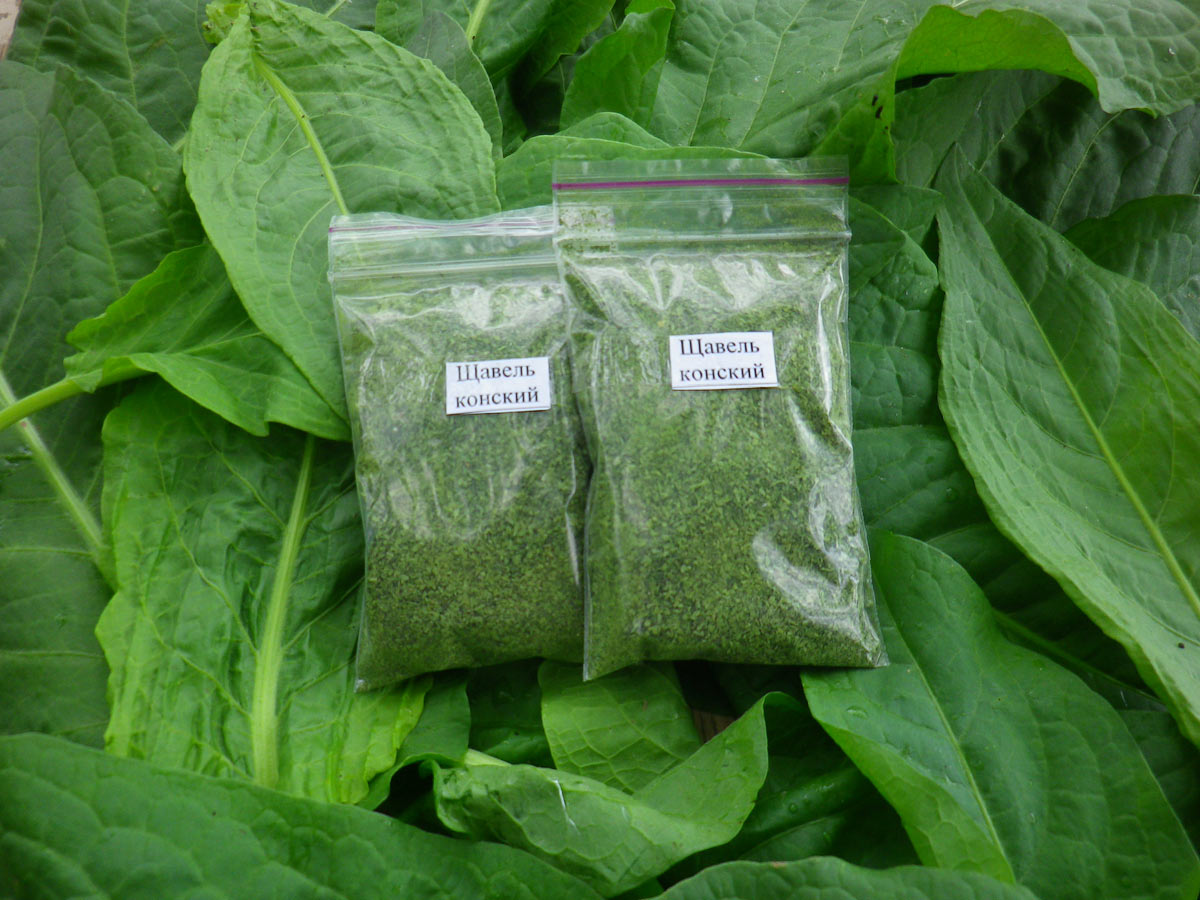 Конский щавель