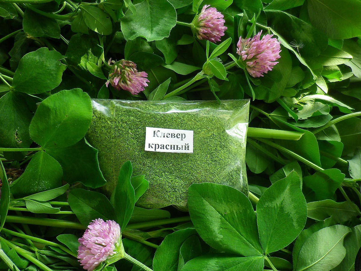 Клевер красный