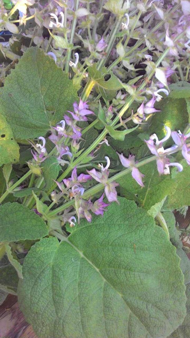 Шалфей мускатный